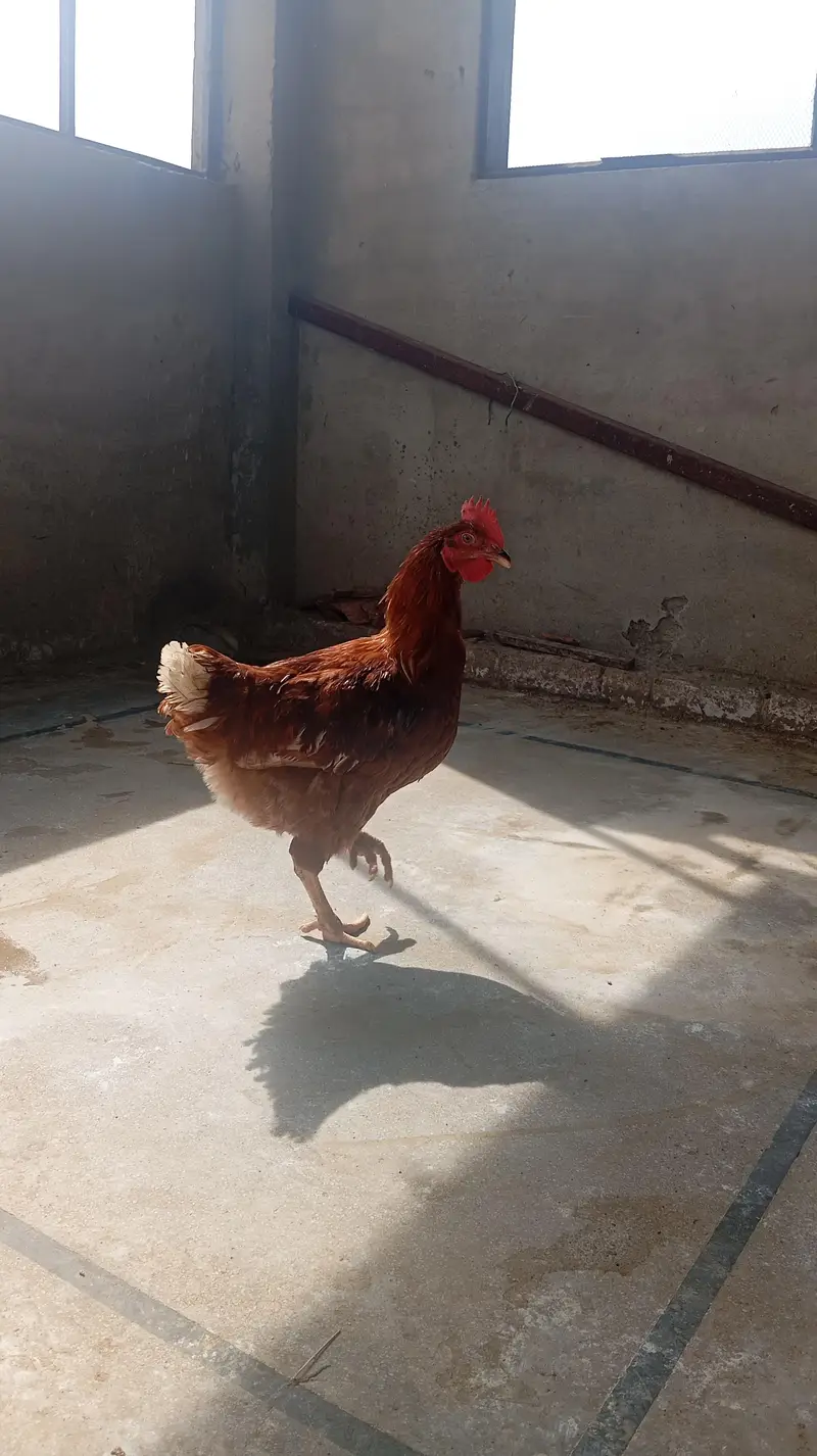 Lohmann brown males for sale — photo 5