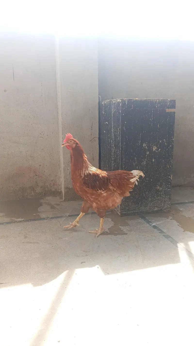 Lohmann brown males for sale — photo 6