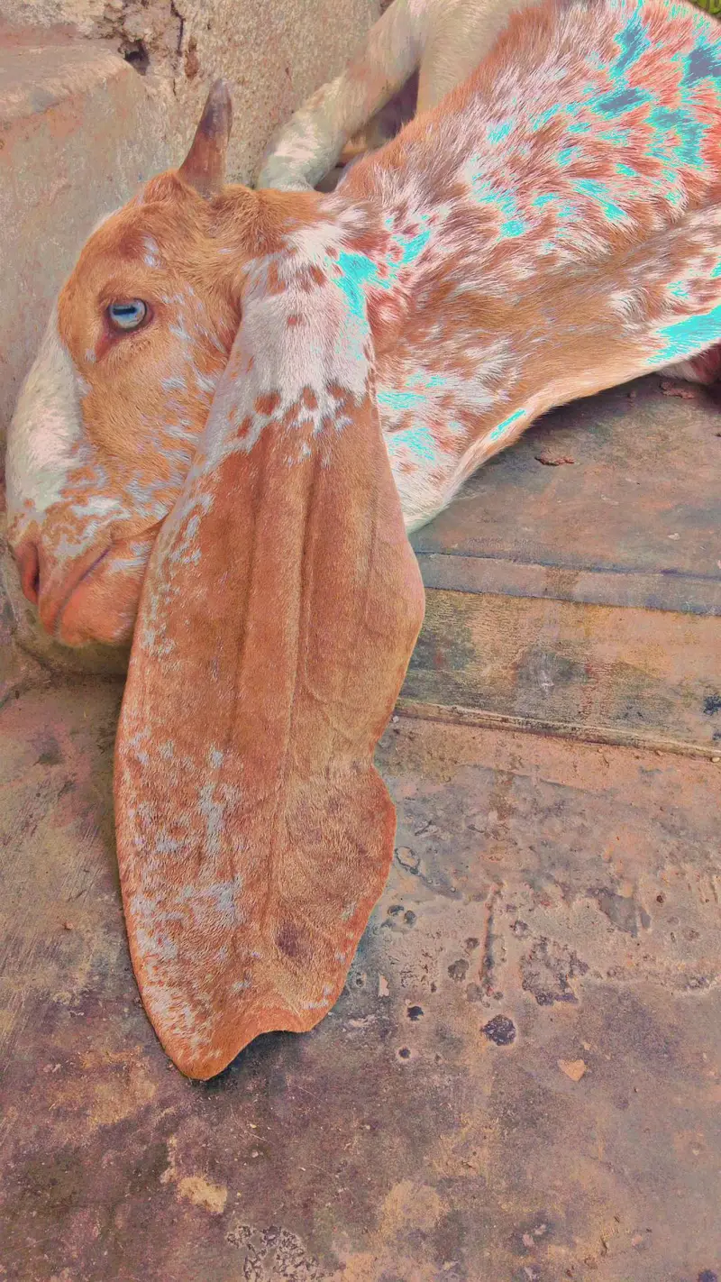 best kamori dhoodh wali bakri Sath me 3 manth ka bacha makhi cheena — photo 2