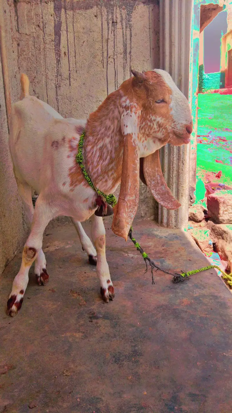 best kamori dhoodh wali bakri Sath me 3 manth ka bacha makhi cheena — photo 3