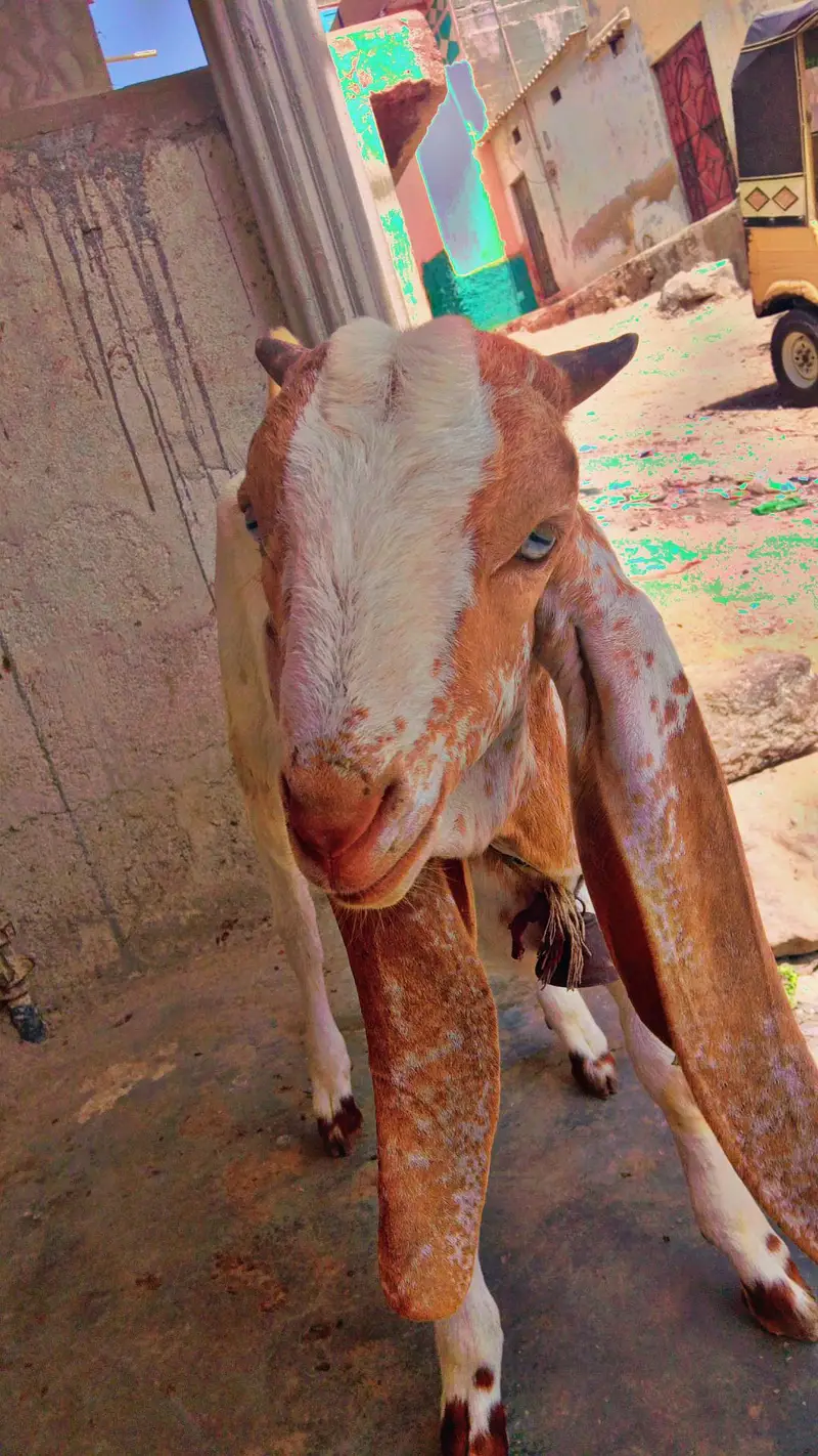 best kamori dhoodh wali bakri Sath me 3 manth ka bacha makhi cheena — photo 4