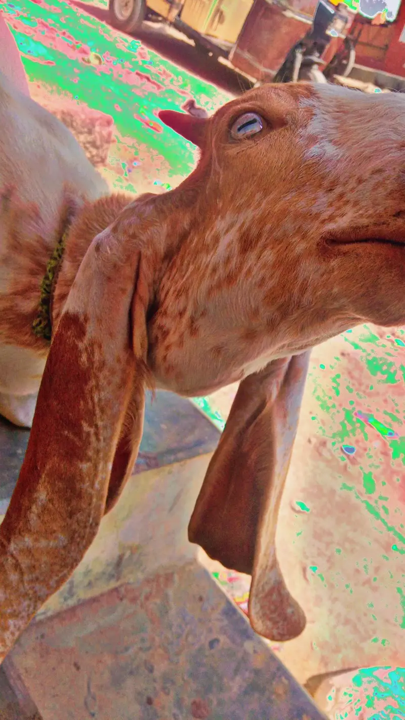 best kamori dhoodh wali bakri Sath me 3 manth ka bacha makhi cheena — photo 5