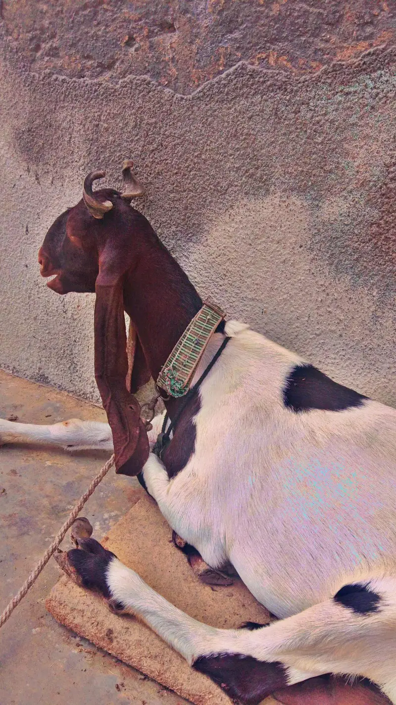 best kamori dhoodh wali bakri Sath me 3 manth ka bacha makhi cheena — photo 6