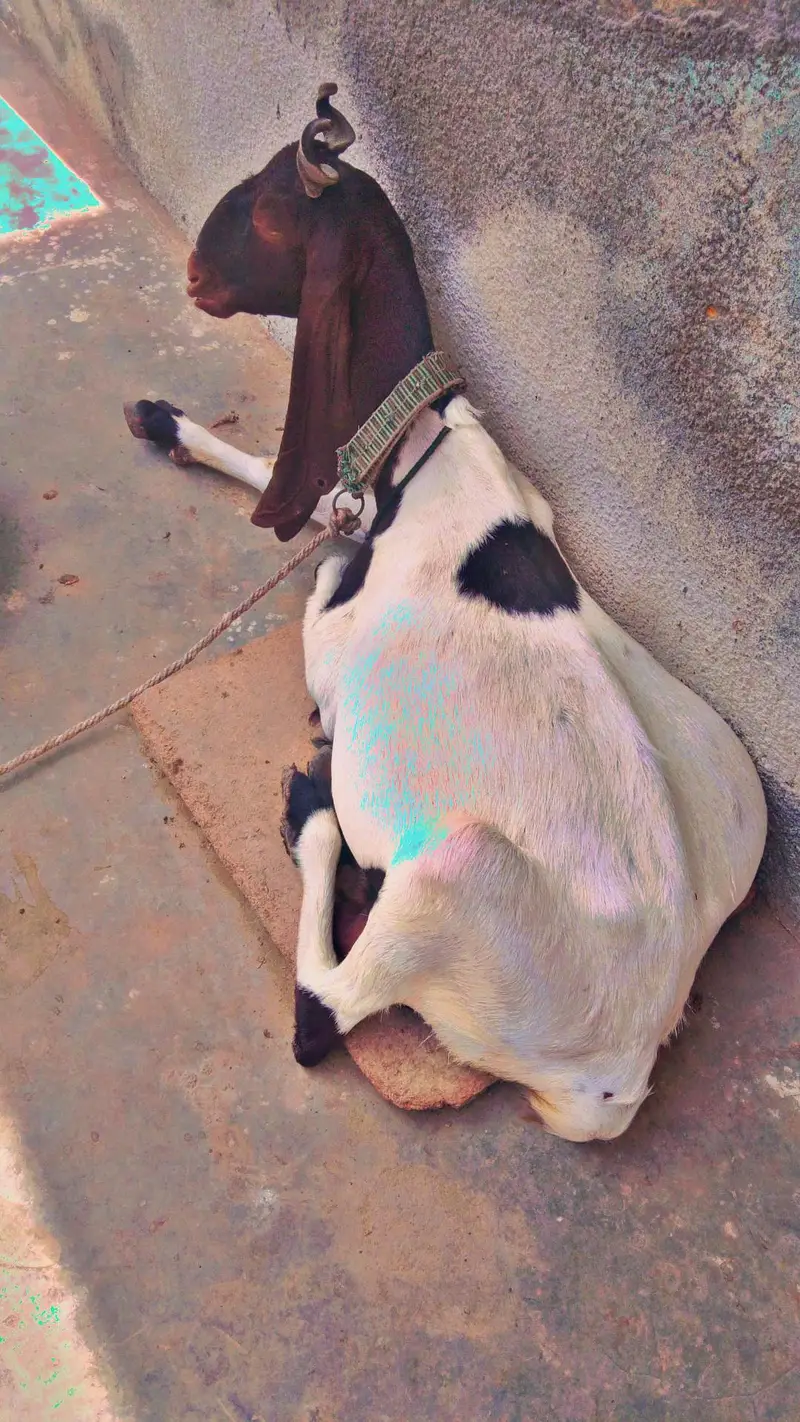 best kamori dhoodh wali bakri Sath me 3 manth ka bacha makhi cheena — photo 7