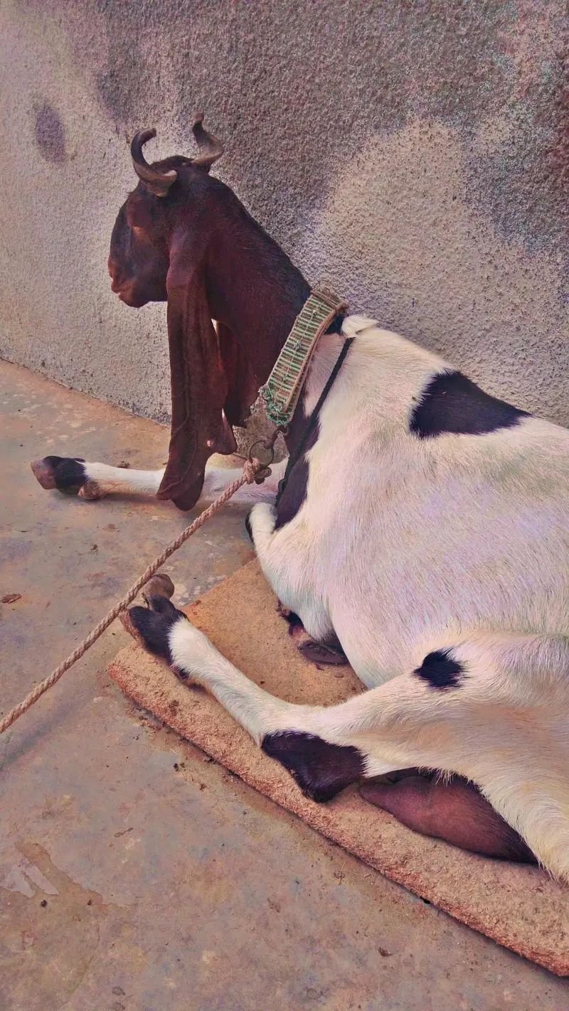 best kamori dhoodh wali bakri Sath me 3 manth ka bacha makhi cheena — photo 8