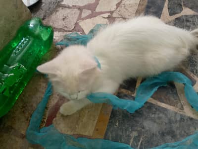 cat and baby