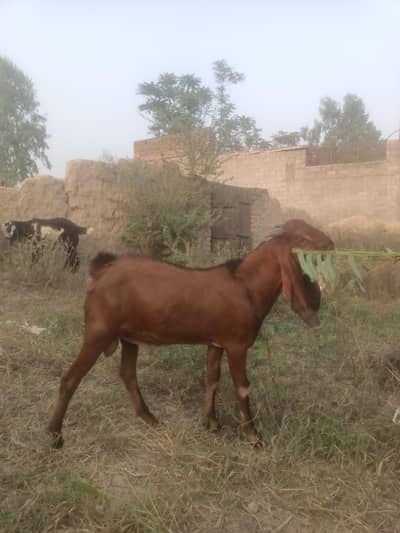 male bakra 40k
