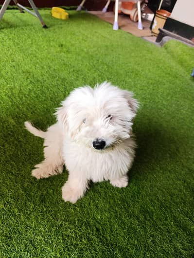 high quality shitzu puppy