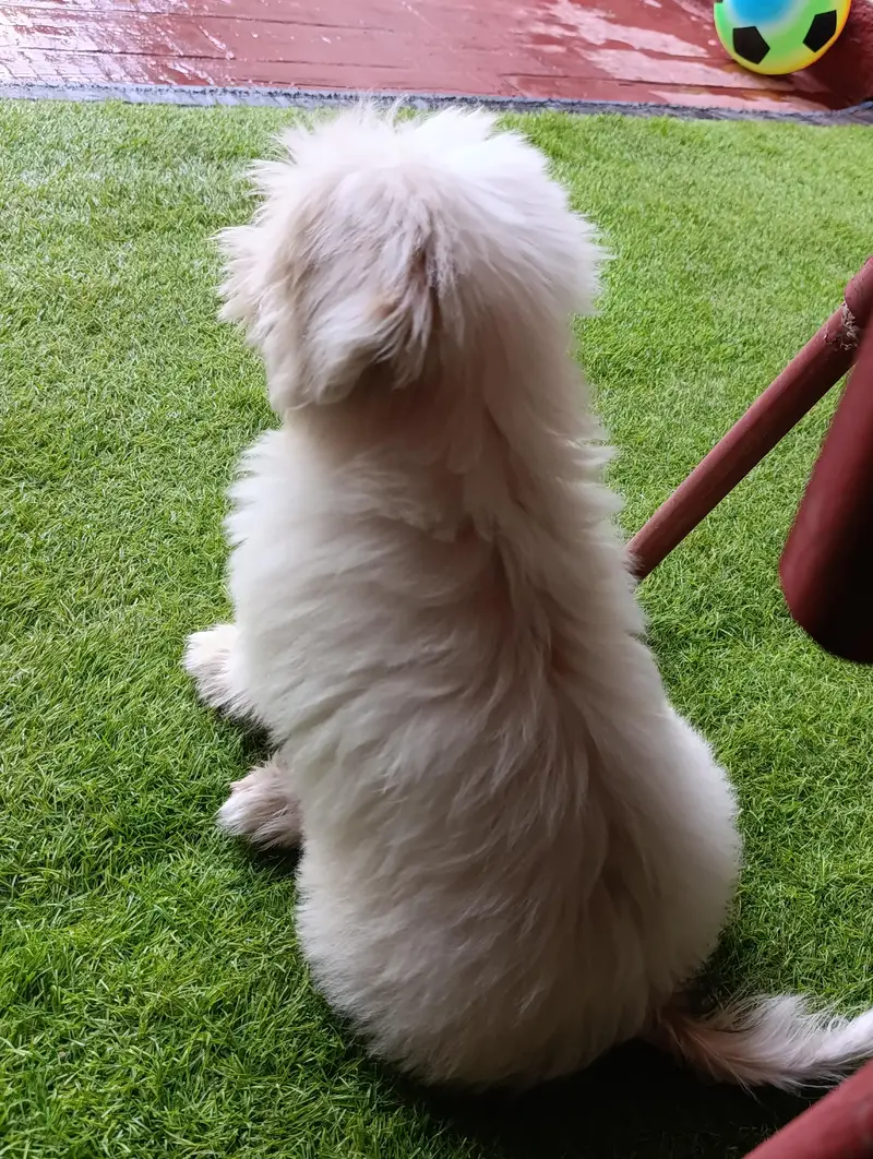 high quality shitzu puppy — photo 2