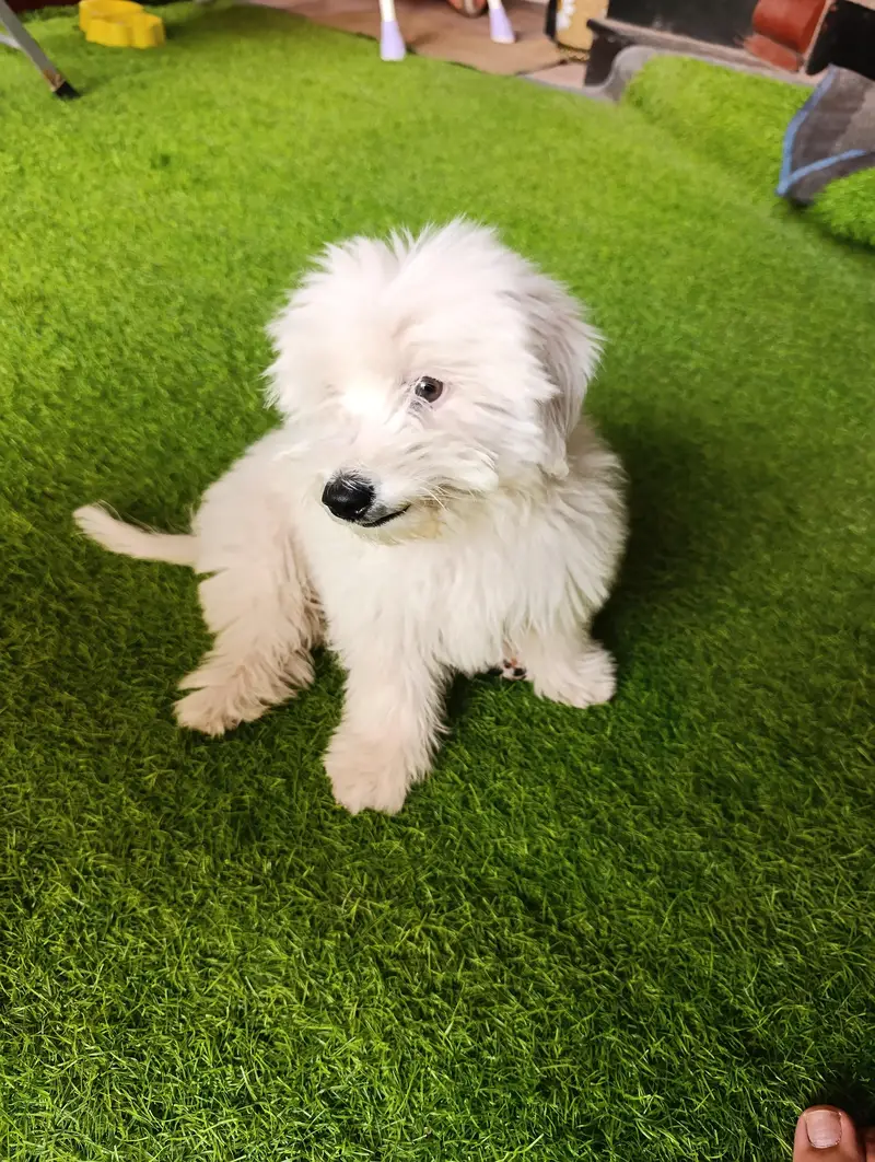high quality shitzu puppy — photo 3