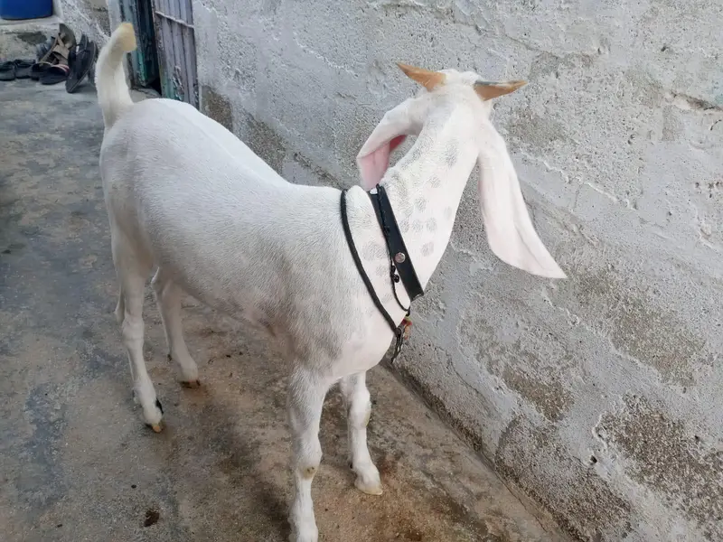 gulabi khassi bkra — photo 2