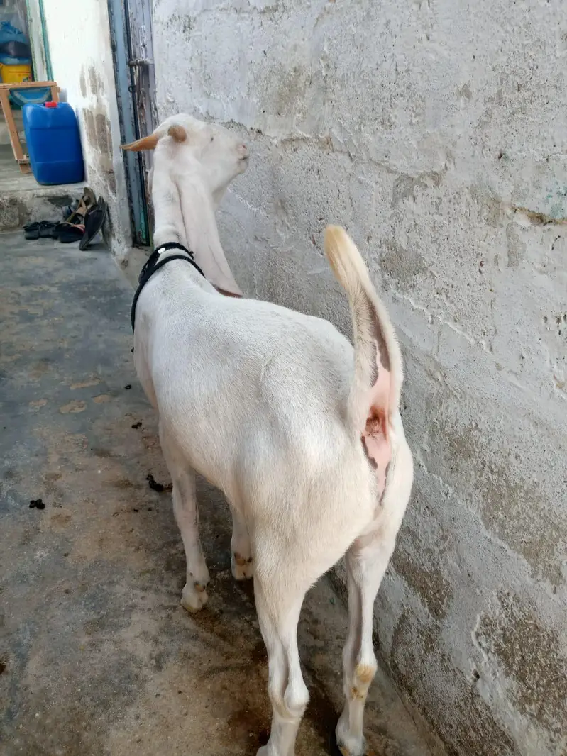 gulabi khassi bkra — photo 3