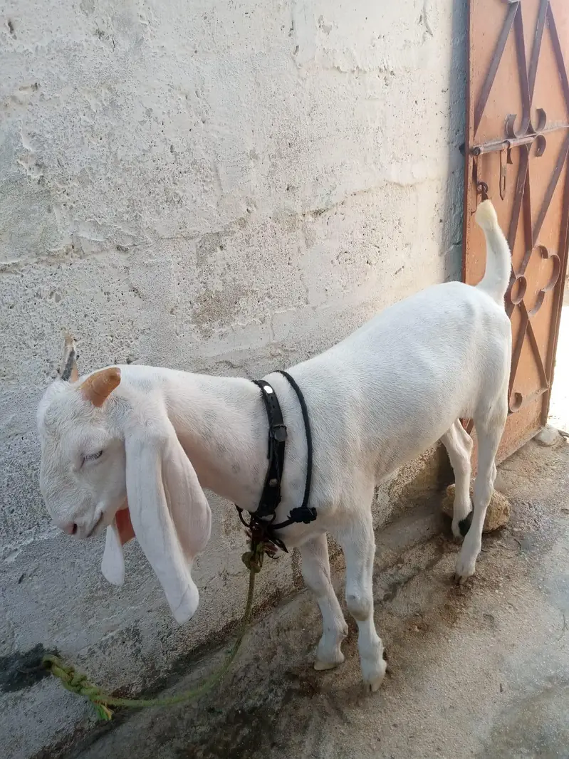 gulabi khassi bkra — photo 4