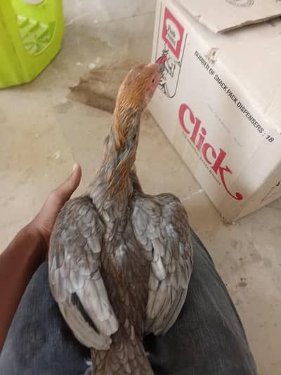 smianwali and Sindhi aseel cross murghi with 3 chicks