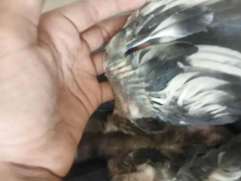 smianwali and Sindhi aseel cross murghi with 3 chicks — photo 3