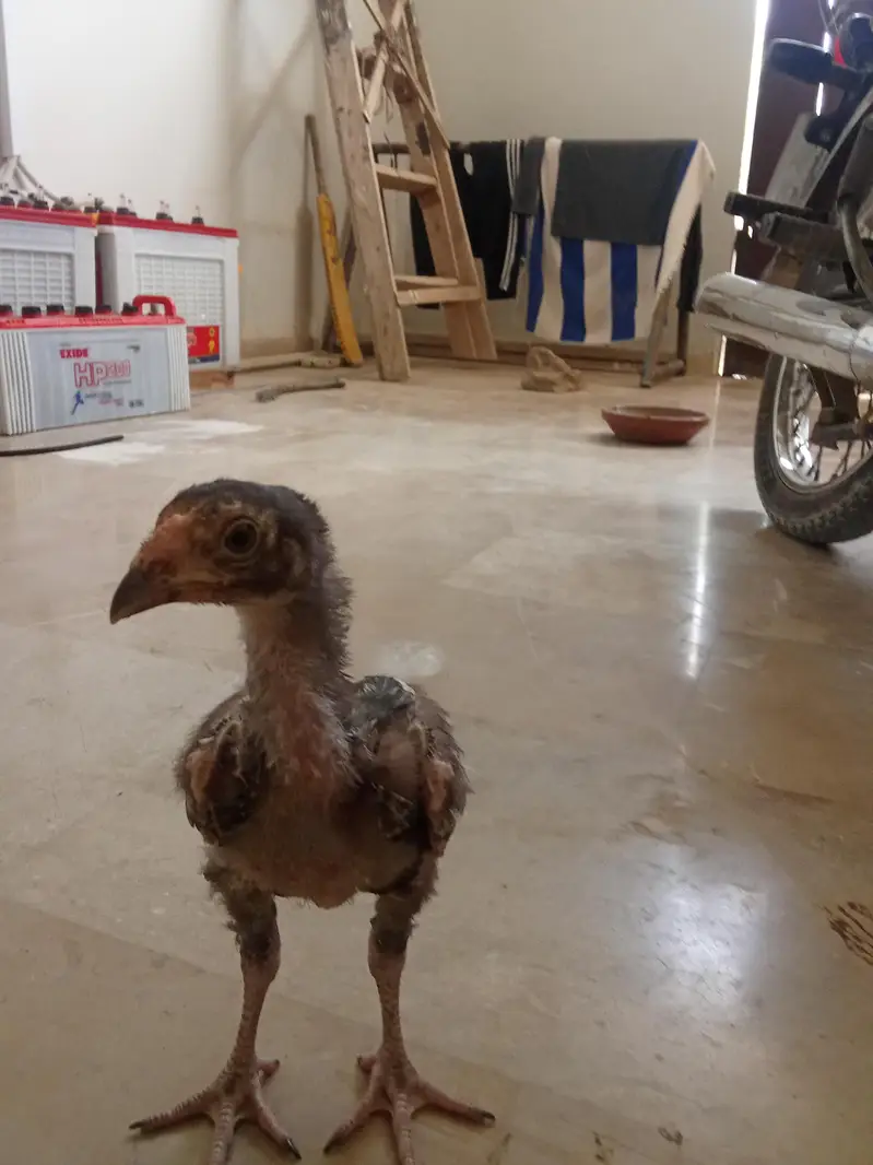 smianwali and Sindhi aseel cross murghi with 3 chicks — photo 4