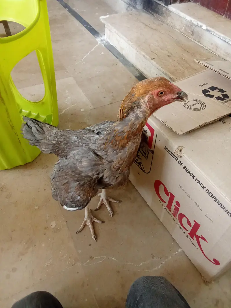 smianwali and Sindhi aseel cross murghi with 3 chicks — photo 5