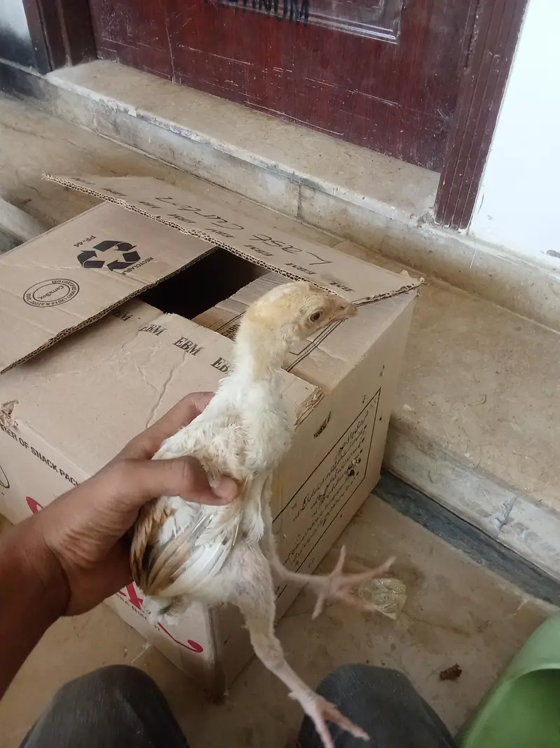 smianwali and Sindhi aseel cross murghi with 3 chicks — photo 6