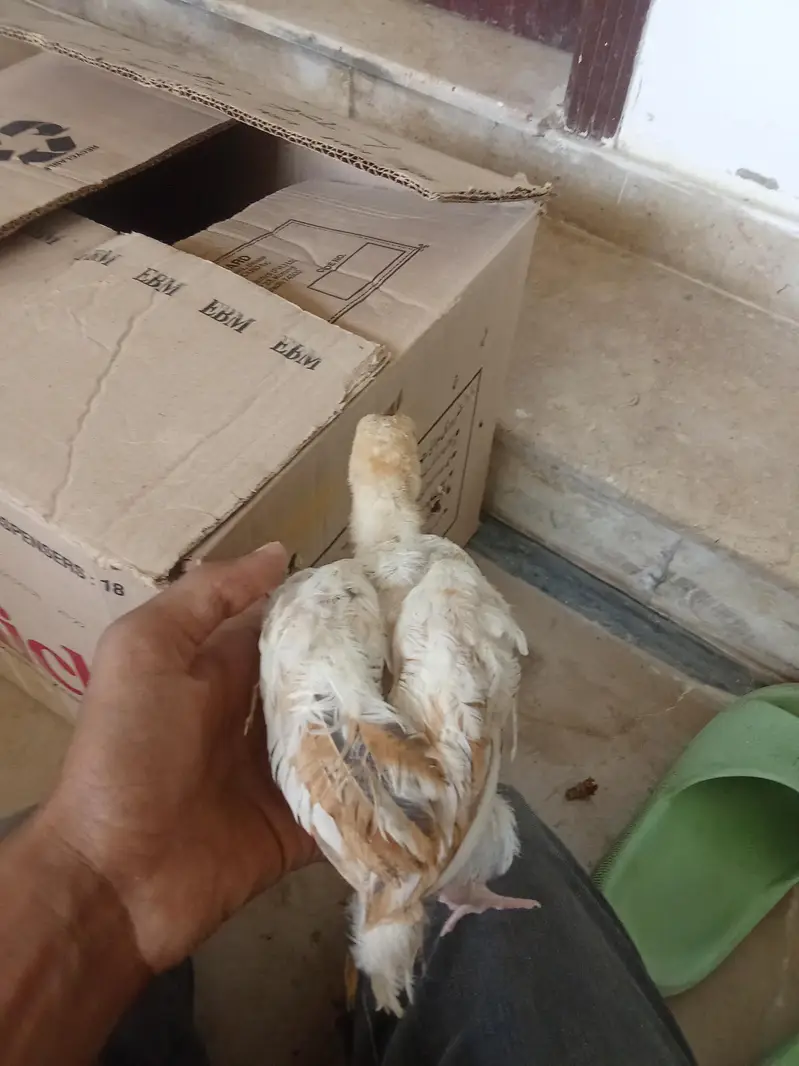 smianwali and Sindhi aseel cross murghi with 3 chicks — photo 7