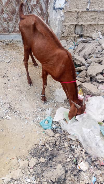 goat for sell location orangi Town add more petrol pump