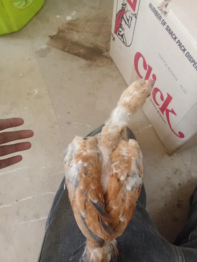 smianwali and Sindhi aseel cross murghi with 3 chicks — photo 8