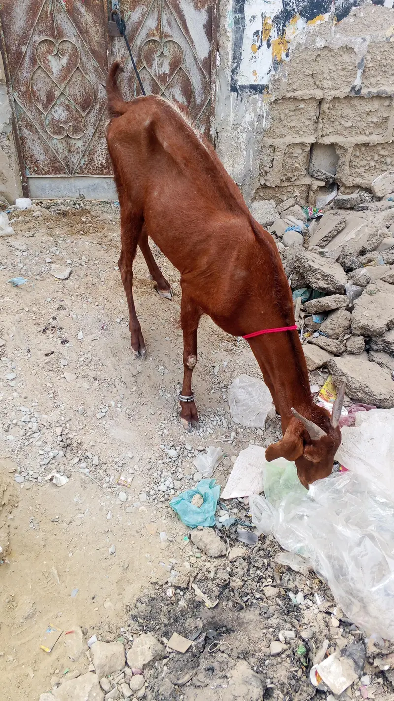 goat for sell location orangi Town add more petrol pump — photo 2