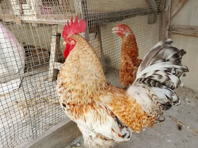 hens pair