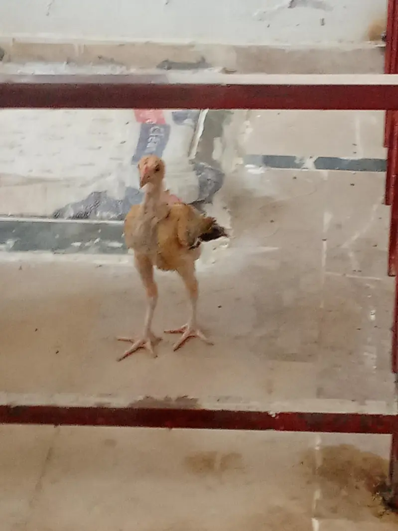 smianwali and Sindhi aseel cross murghi with 3 chicks — photo 9