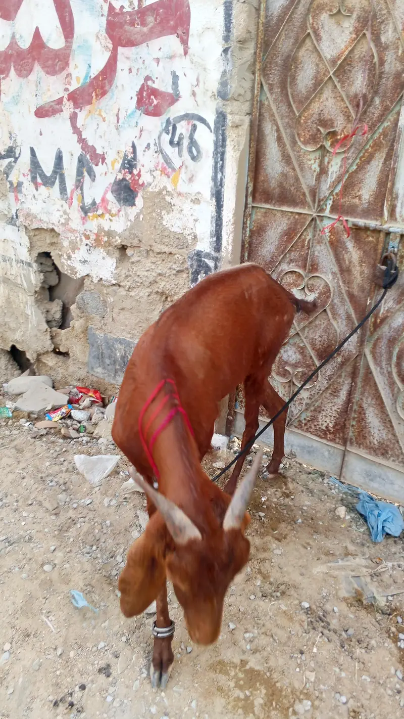 goat for sell location orangi Town add more petrol pump — photo 3