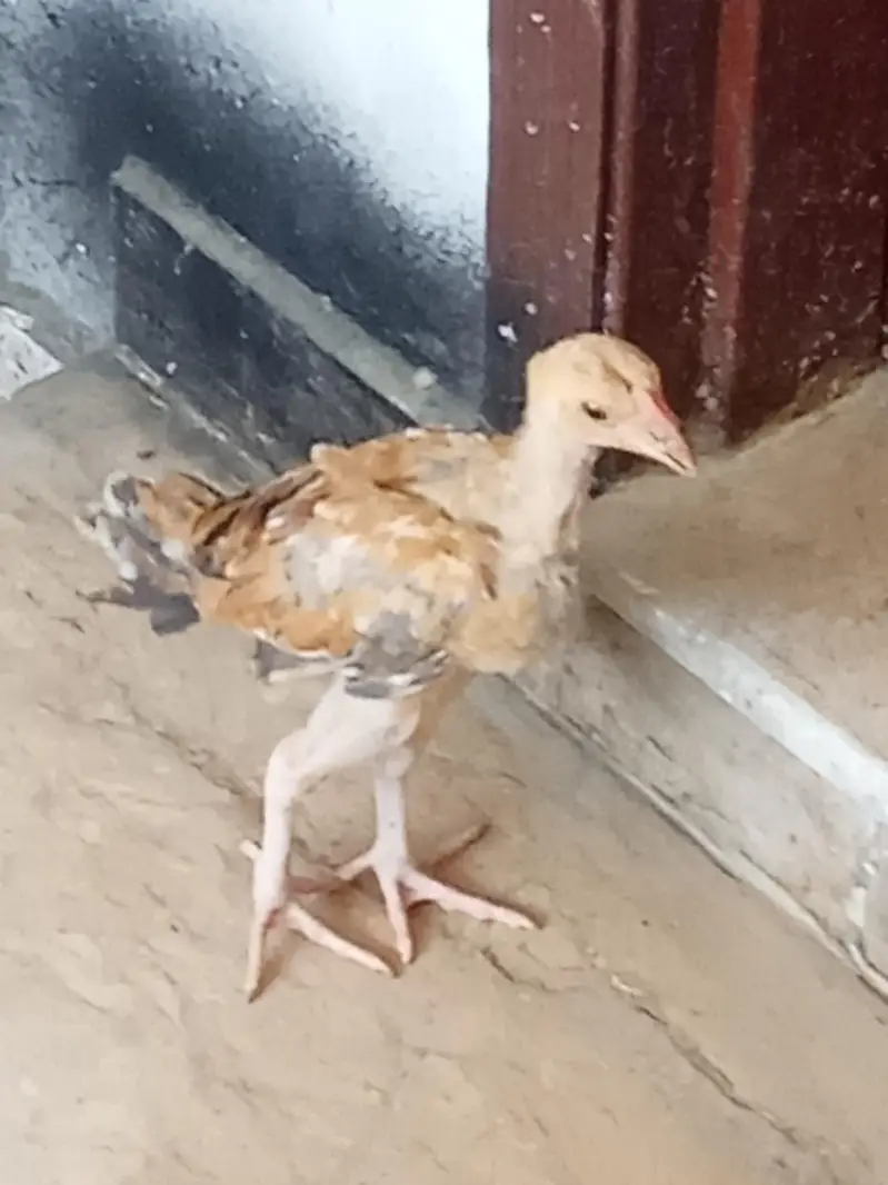 smianwali and Sindhi aseel cross murghi with 3 chicks — photo 10