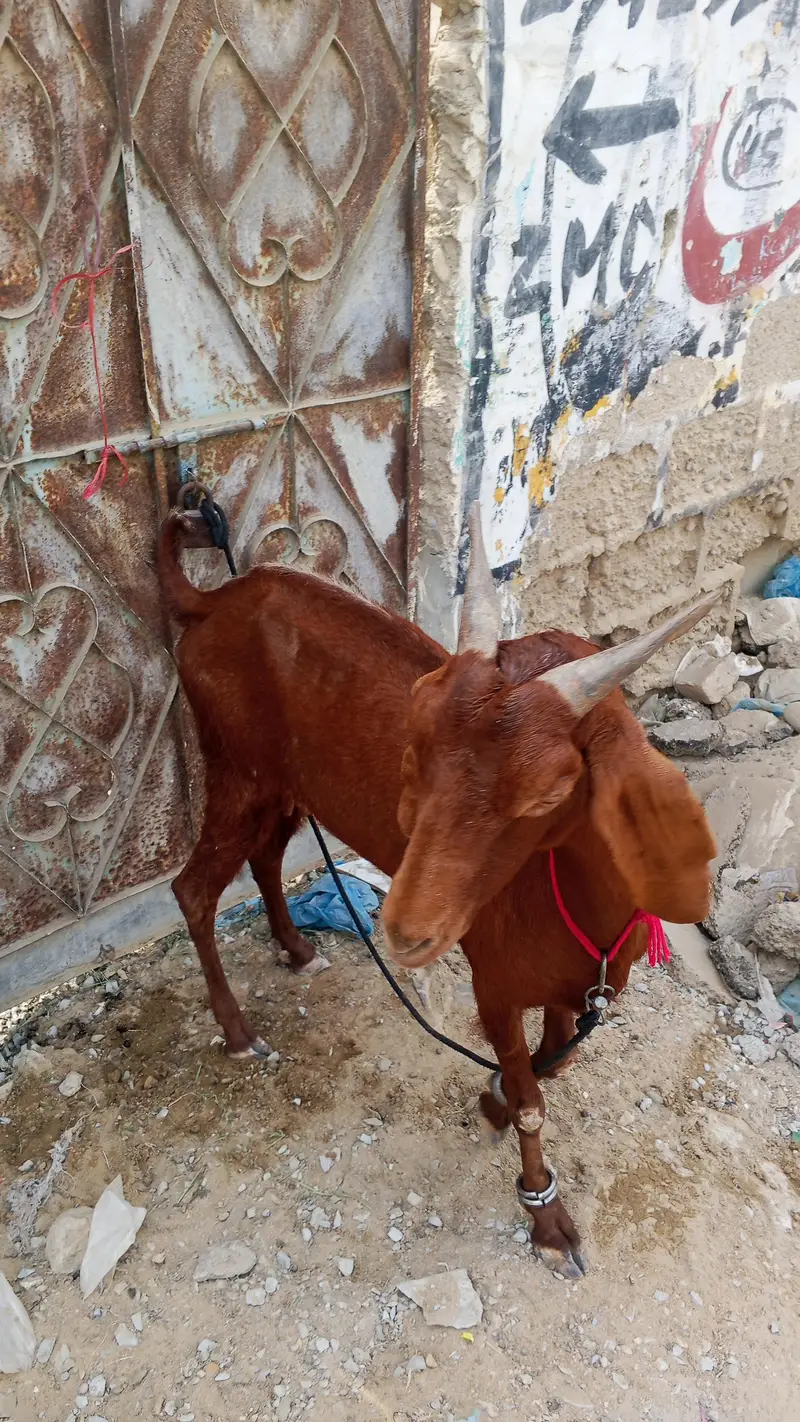 goat for sell location orangi Town add more petrol pump — photo 4