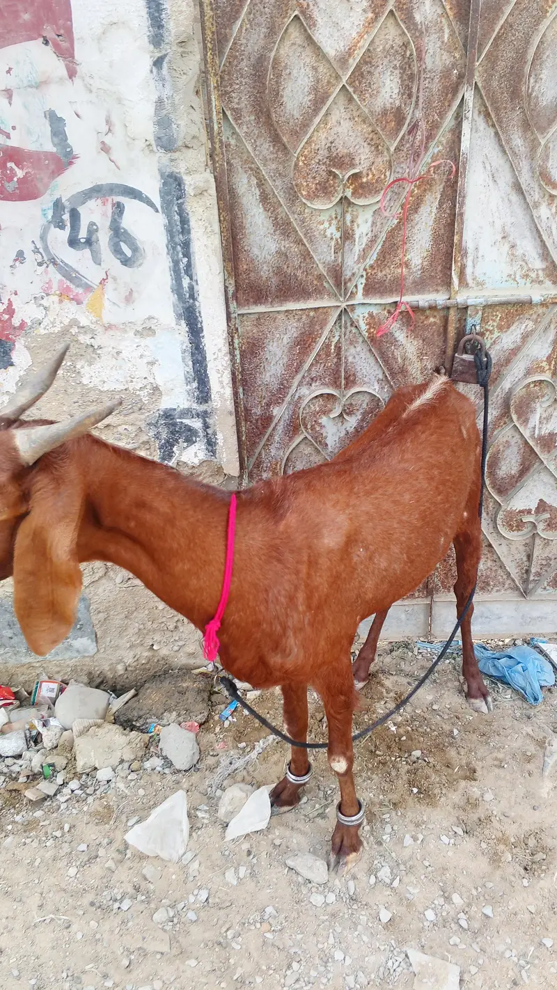 goat for sell location orangi Town add more petrol pump — photo 5