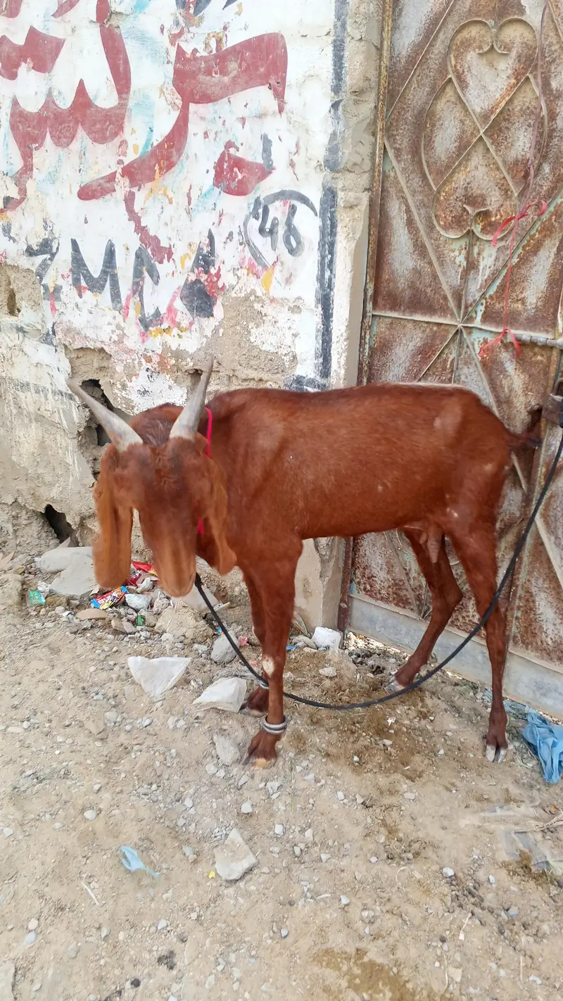 goat for sell location orangi Town add more petrol pump — photo 6