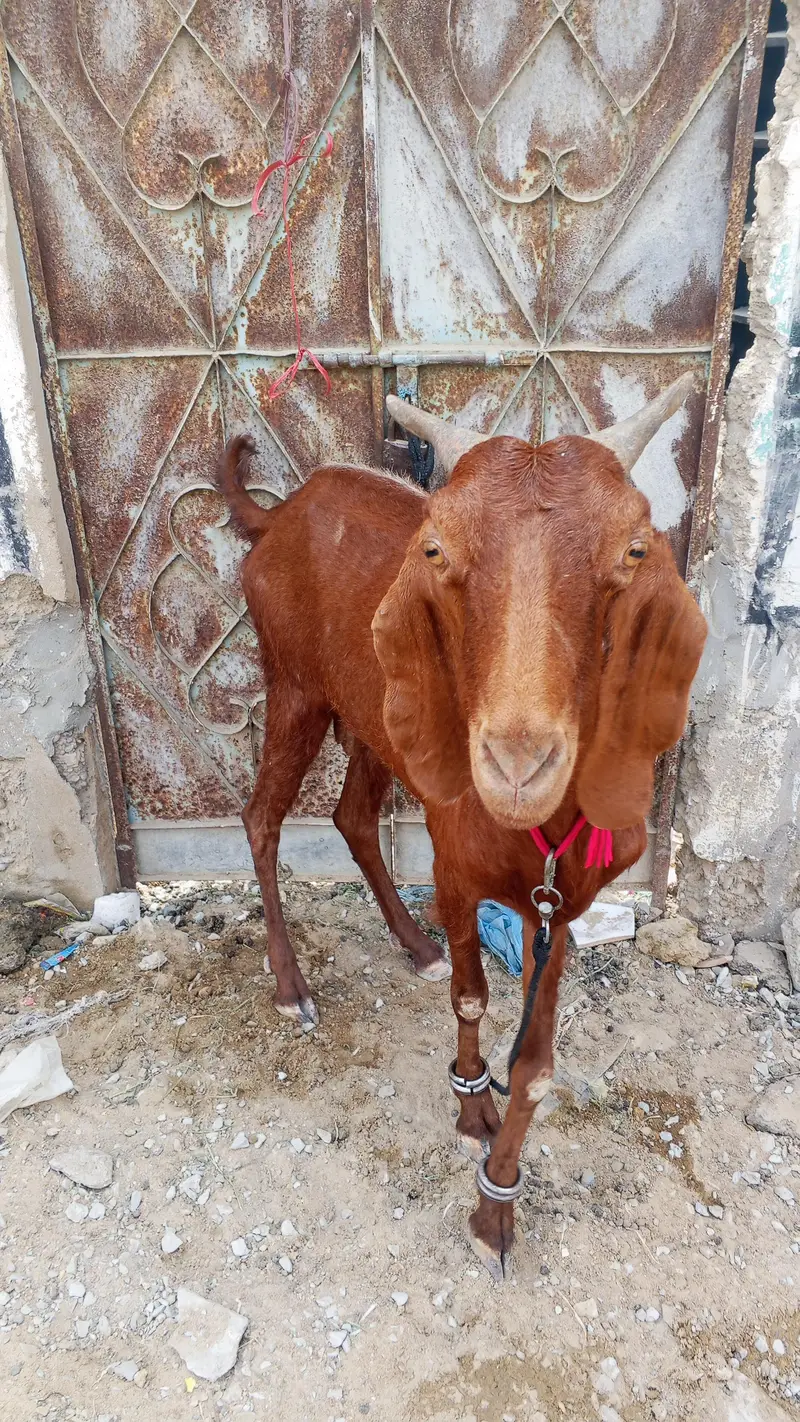 goat for sell location orangi Town add more petrol pump — photo 7