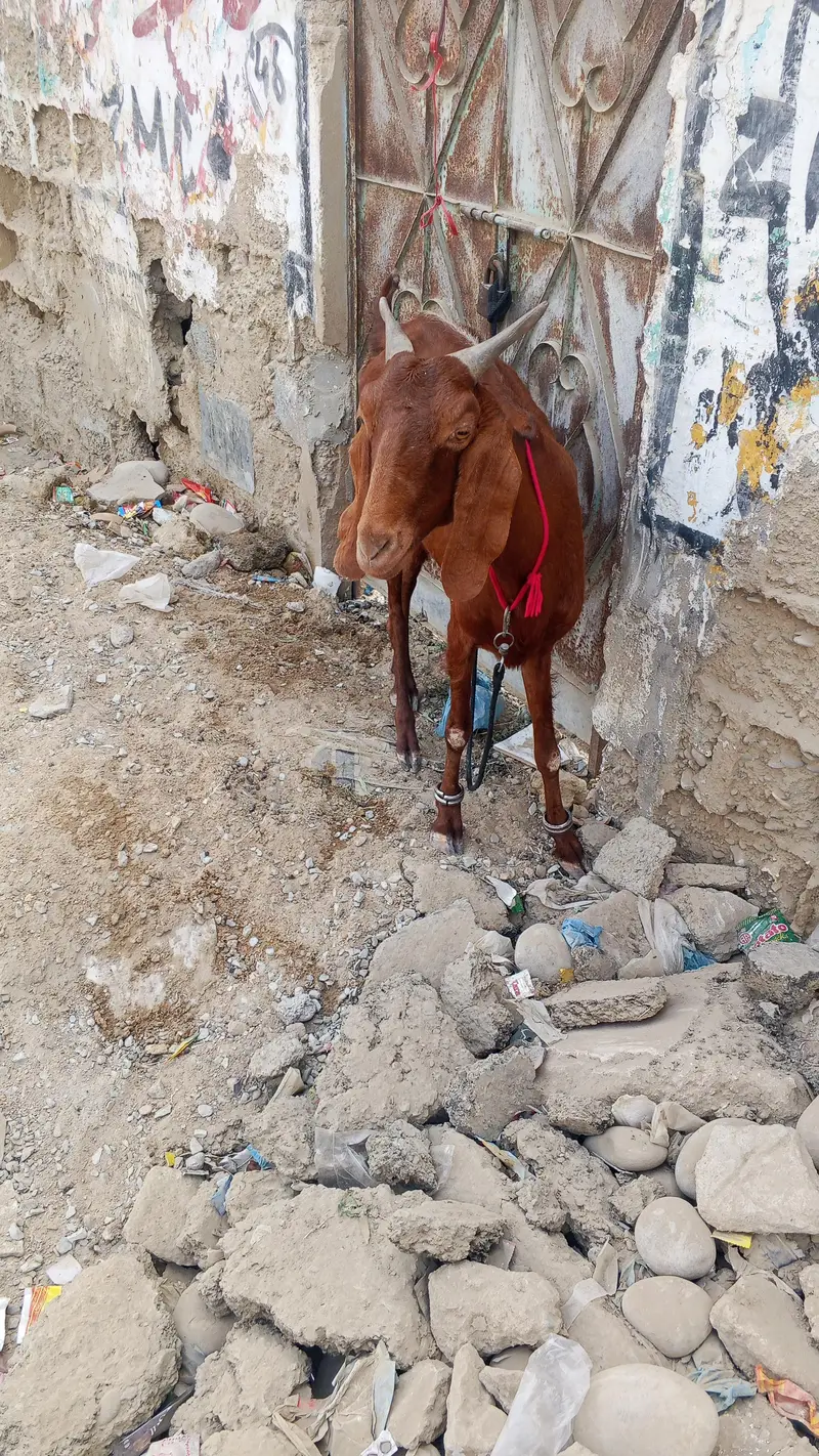 goat for sell location orangi Town add more petrol pump — photo 8