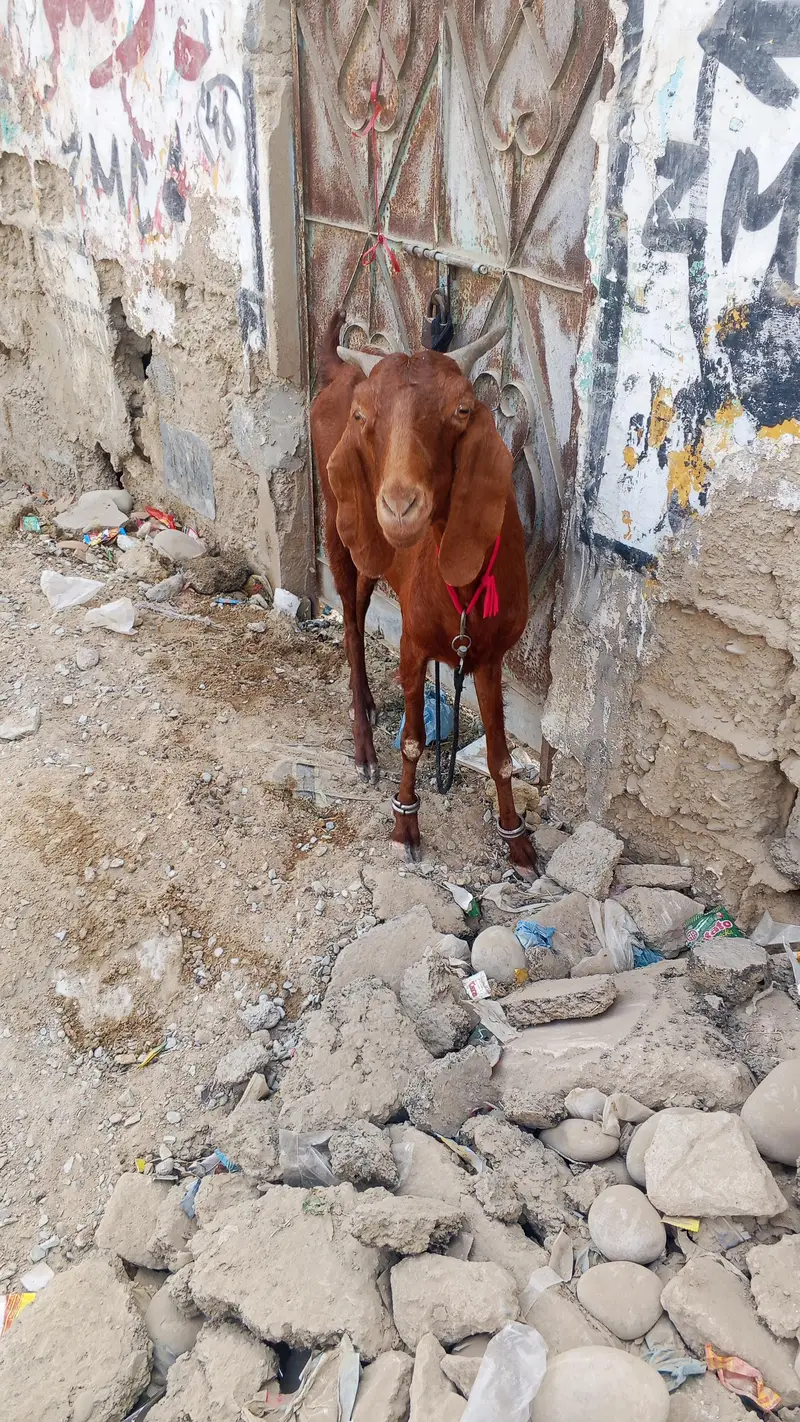 goat for sell location orangi Town add more petrol pump — photo 9