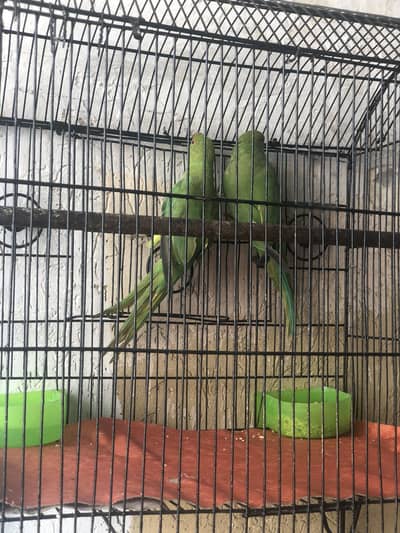 Baby Ringneck parrot pair