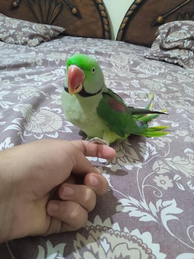 Red Marked Wing Parrot for Sale