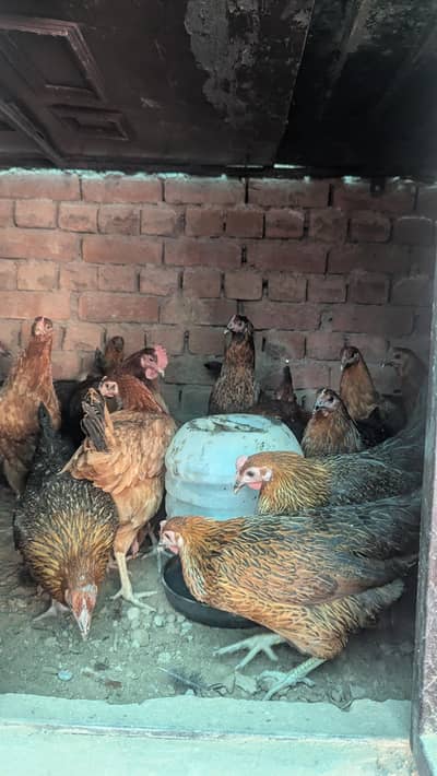 desi hens for sale