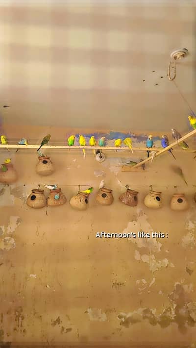 budgies parrot  pair