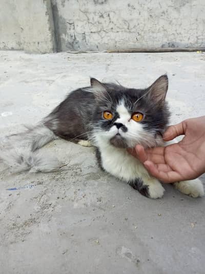 Persian cat for sale traind cat full adult