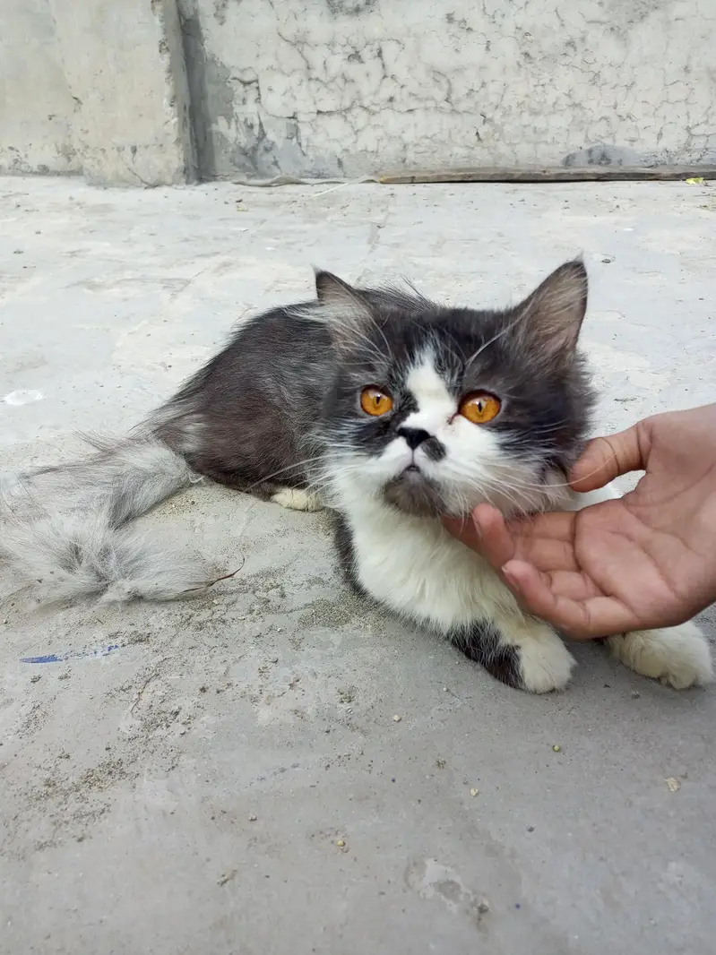 Persian cat for sale traind cat full adult