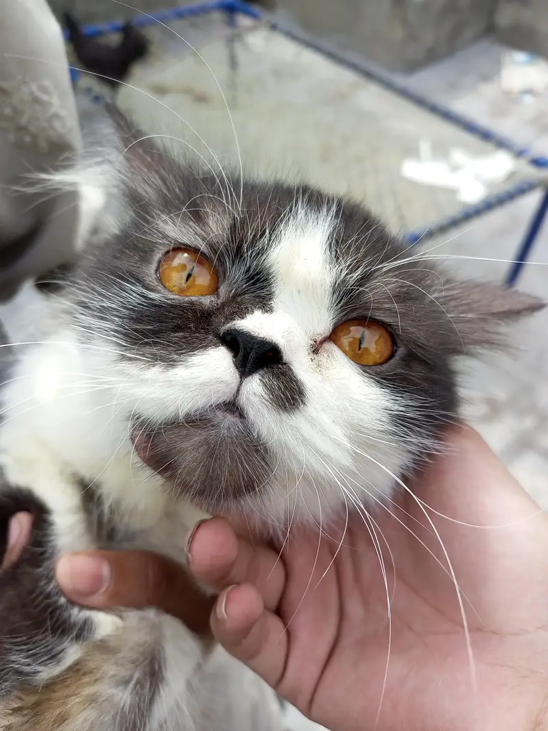 Persian cat for sale traind cat full adult — photo 2