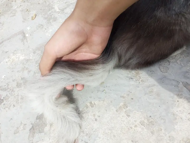 Persian cat for sale traind cat full adult — photo 3