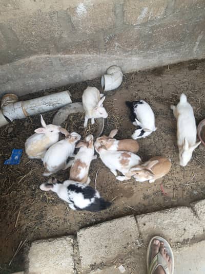 rabbits 10 PCs