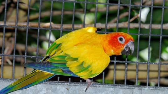 1 sunconure breeder male and one fully handtame female