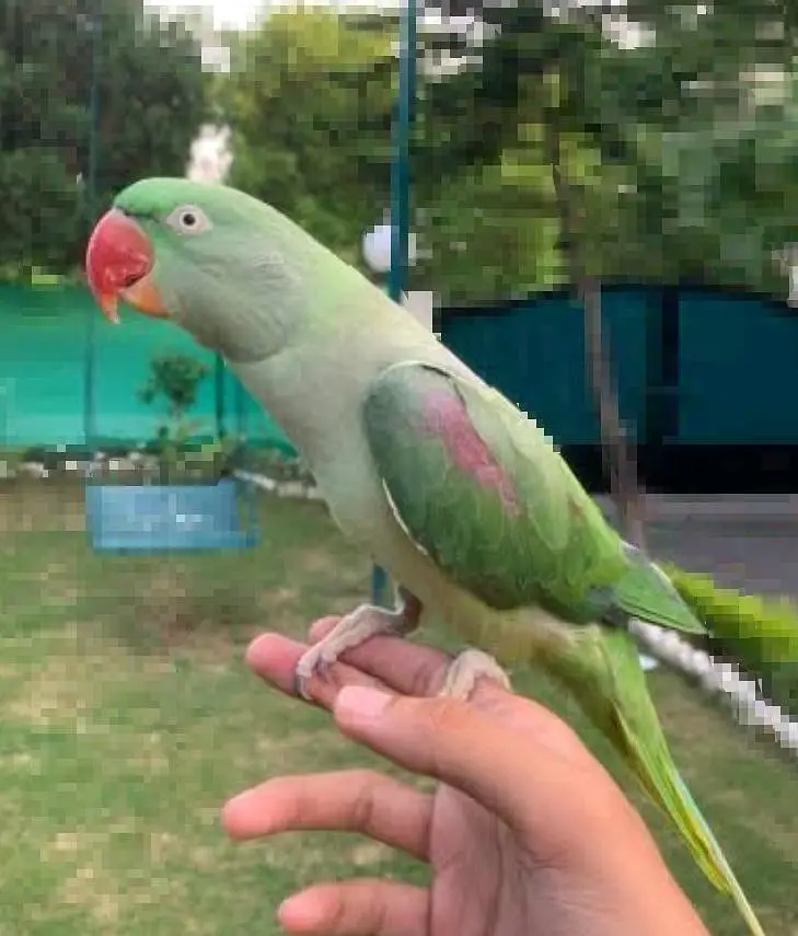 1 sunconure breeder male and one fully handtame female — photo 2