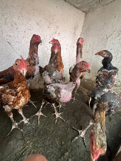 Desi murgion Ki Puri lot for sale 40 piece mix chota bara sasti lot