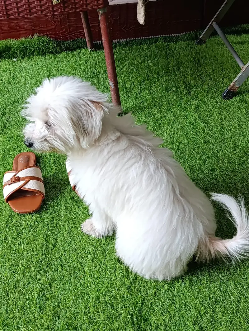 shitzu female white color — photo 2