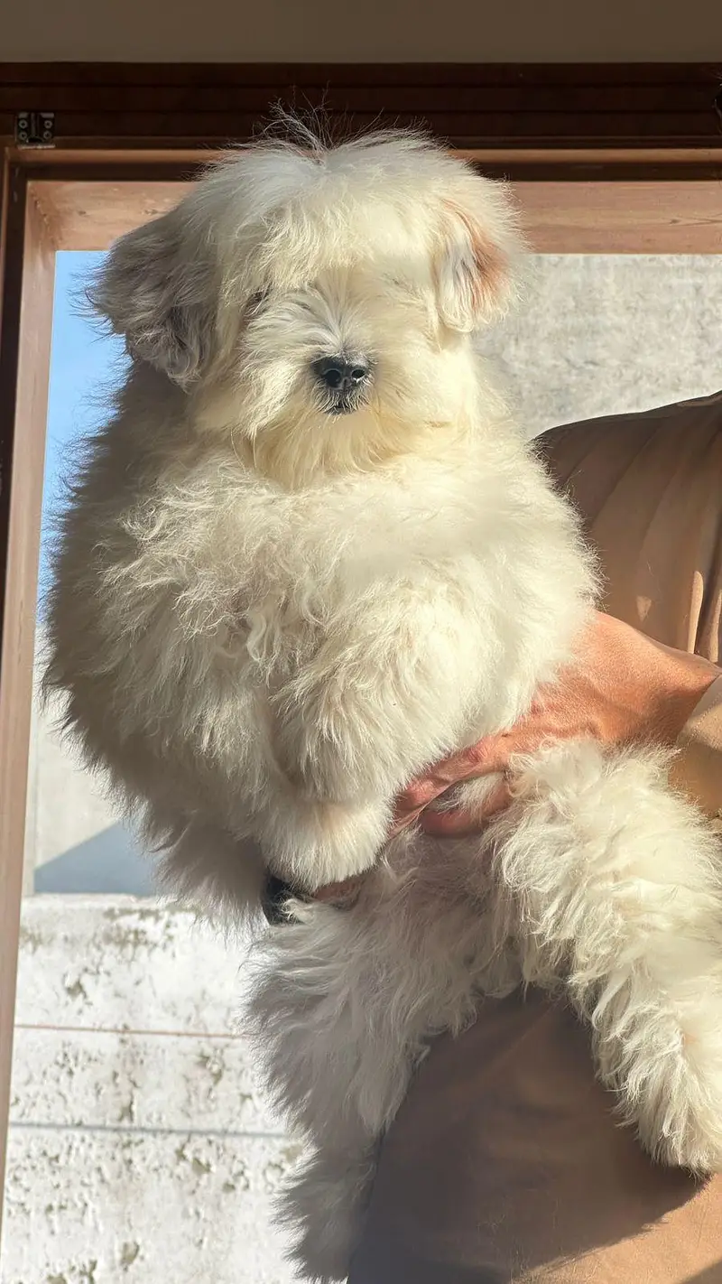 shitzu female white color — photo 4
